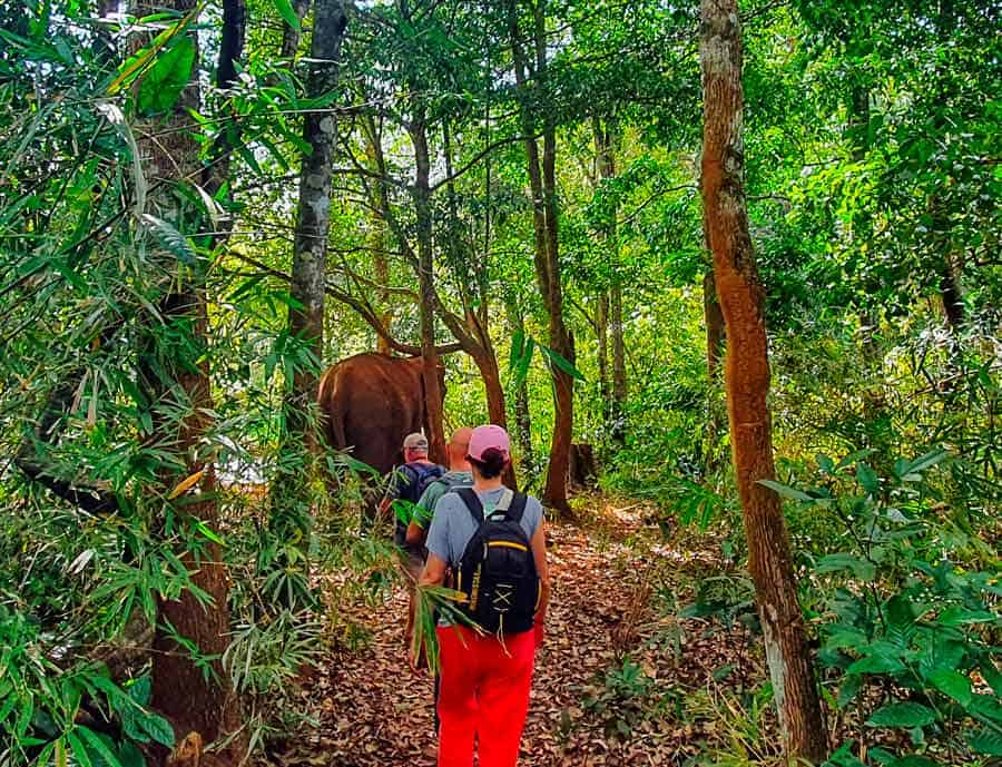 following the elephants at a distance through the mondulkiri rainforest