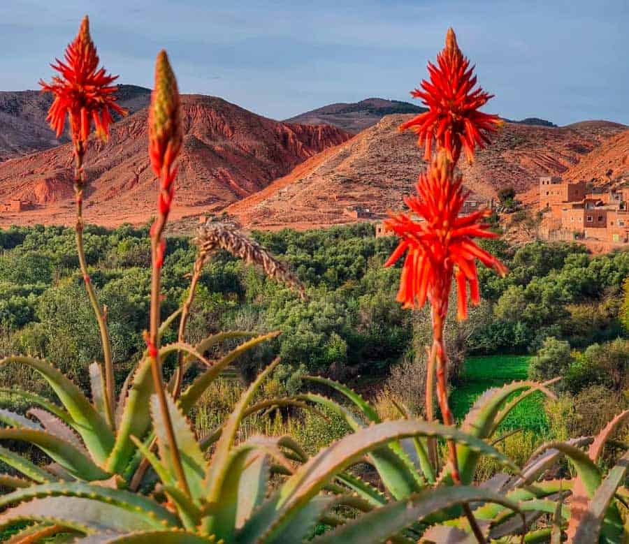 fabulous flowers in November in the Atlas Mountains