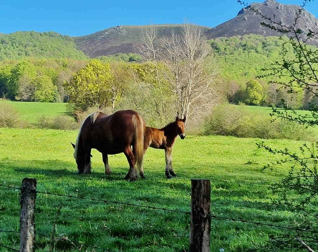 horse and foal grazing in a green field in spring