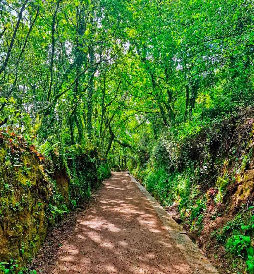 pretty forest trail between hostpital de Bruma and Sigueiro
