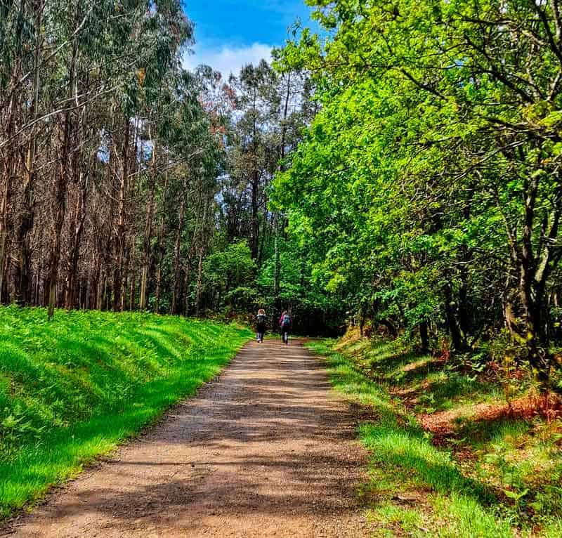 pilgrims on a forest trail between hospital de bruma and sigueiro
