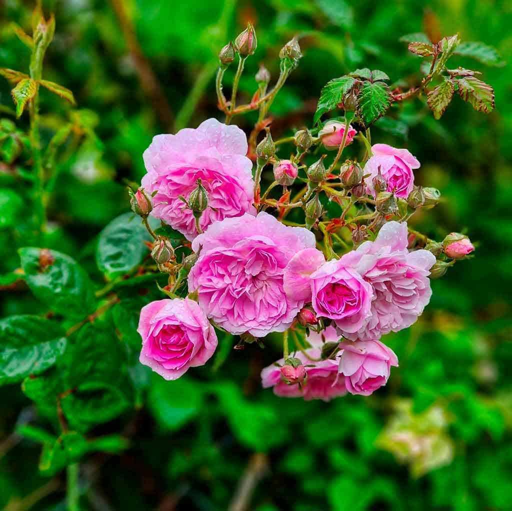spring roses in the rain n the camino ingles