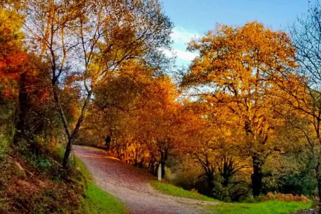 amazing autumn colours in the forest trail between Redondela and Pontevedra