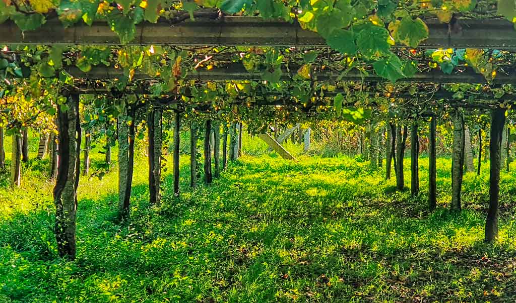 vineyards spritual variant