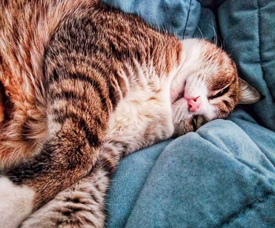 my cat sleeping peacefully - showing us how it's possible to sleep if we're comfortable
