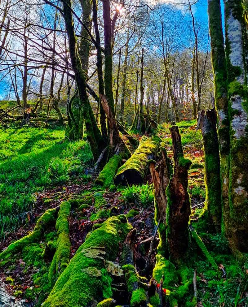 beautiful forest trail on the route between Valcarlos and Roncesvalles