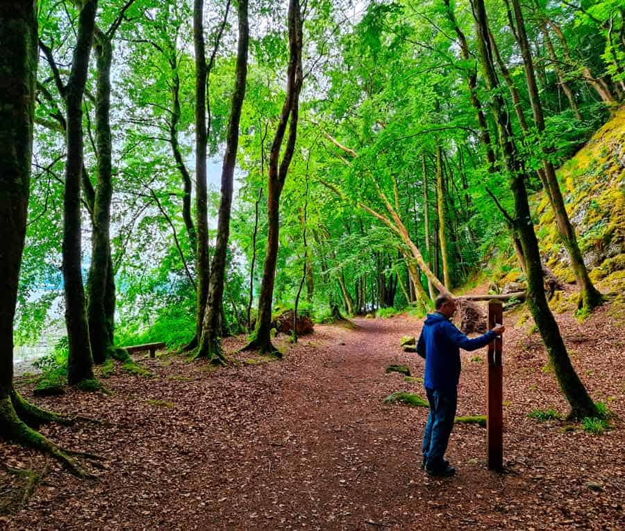 Gerry reading the Yeats Trail information sign during a forest walk