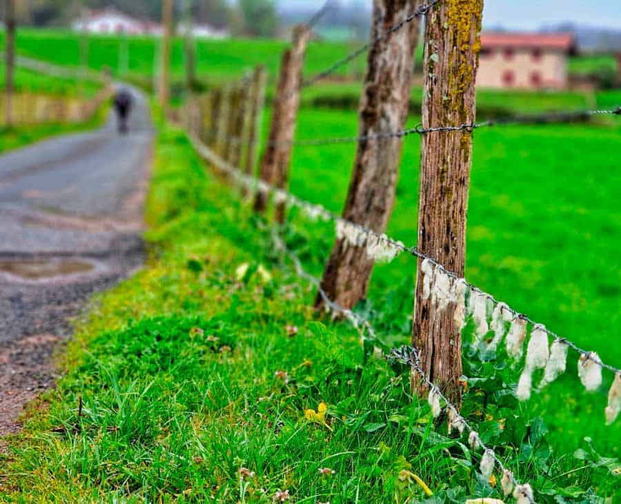 distant pilgrim walking in the rain beside a field on the valcarlos route