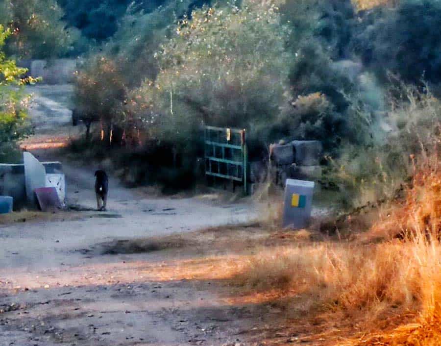 dog beside a camino marker guiding pilgrims the right way 