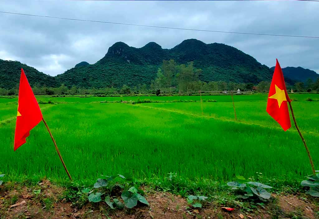 vietnam flags beside a rice paddy field in Phong Nha