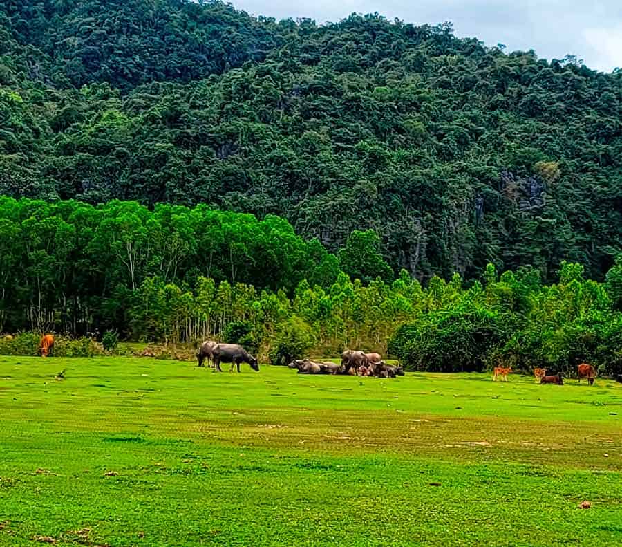 rice paddies and water buffalo near Phong Nha