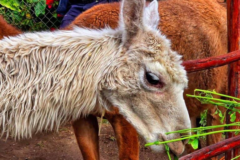 Feeding the Alpaca in Alpaca World Arequipa