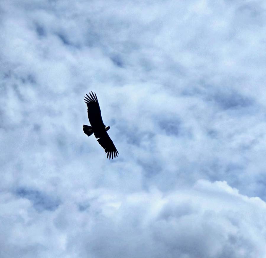incredible photo of condors flying right overhead