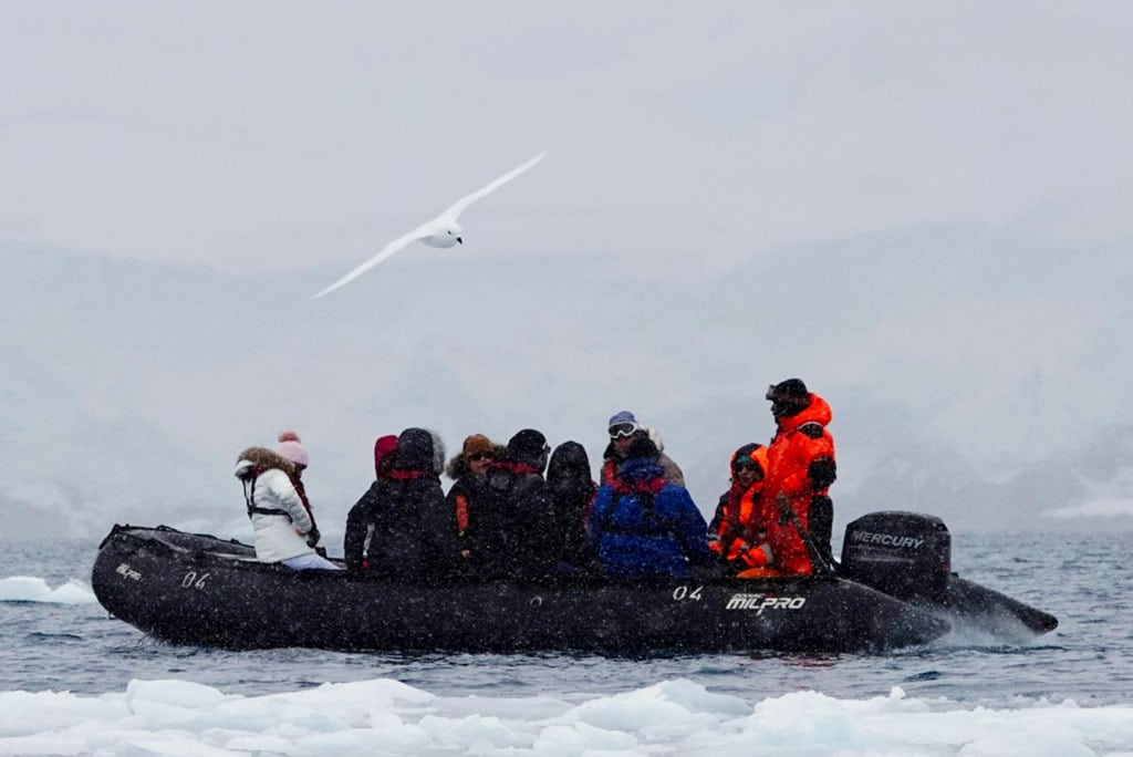 huge albatross flying above a zodiac cruise