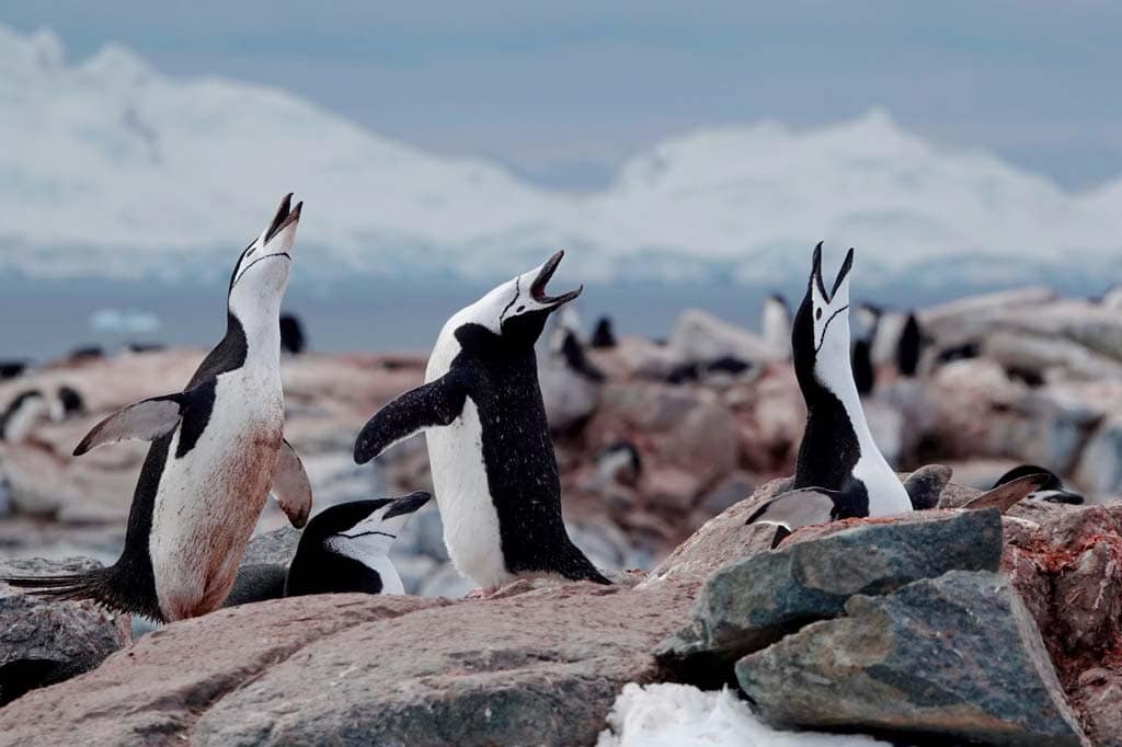 three chinstrap penguins look like they are singing