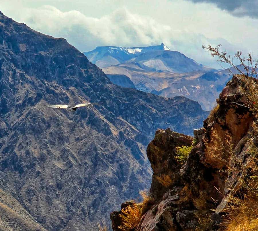 a condor flying low almost at eye level in the valley