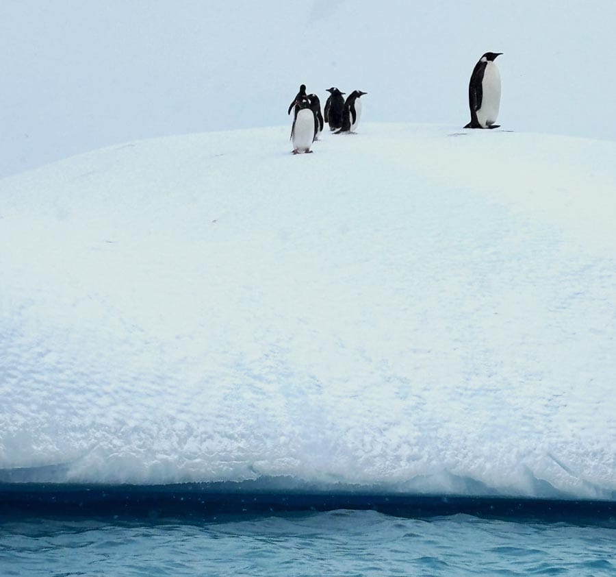 Emperor Penguin on floating ice alongside a few Gentoo penguins
