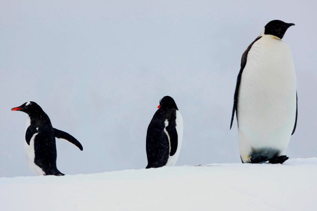 incredible rare sight of Emperor Penguin from our Cruise