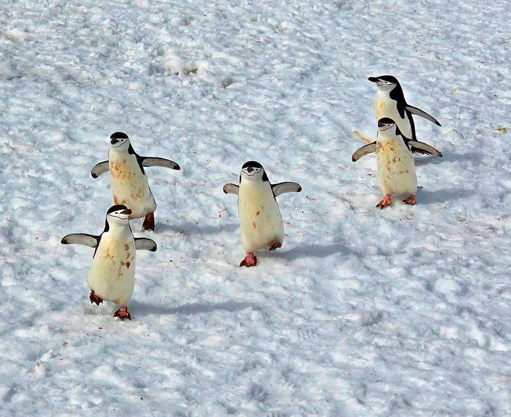 group of 5 chinstrap penguins running through the snow