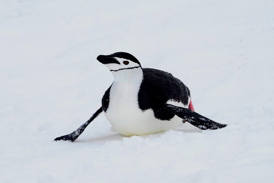 happy chinstrap penguin sliding on the ice