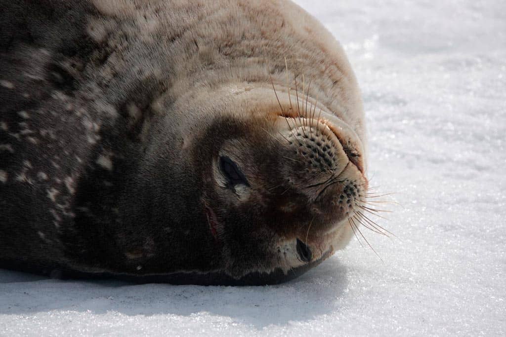 close-up of a seal, looks like she is smiling
