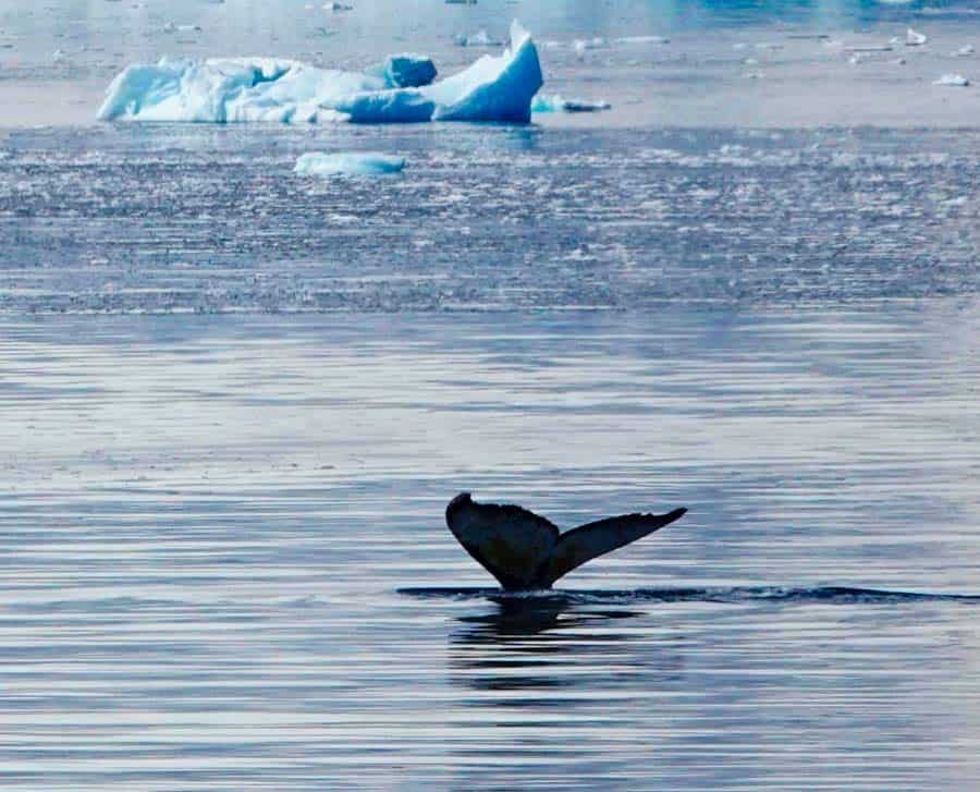 a humpback whale diving, just showing it's tail