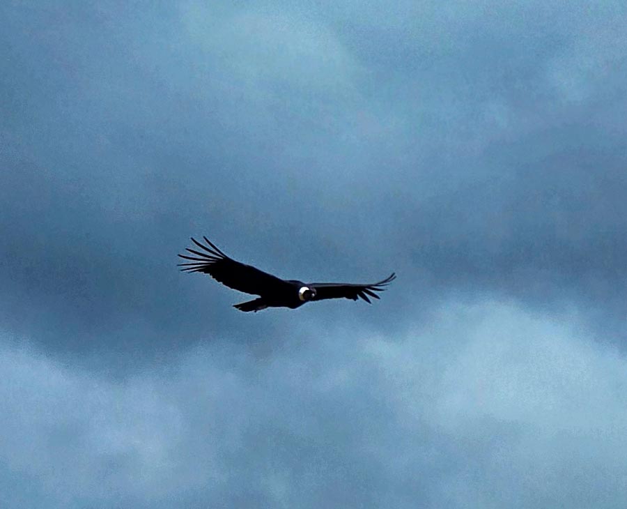 amazing condors flying overhead at the mirador lookout