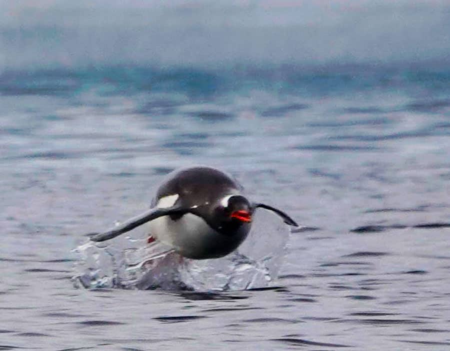 penguin swimming and flying through the sea in antarctica