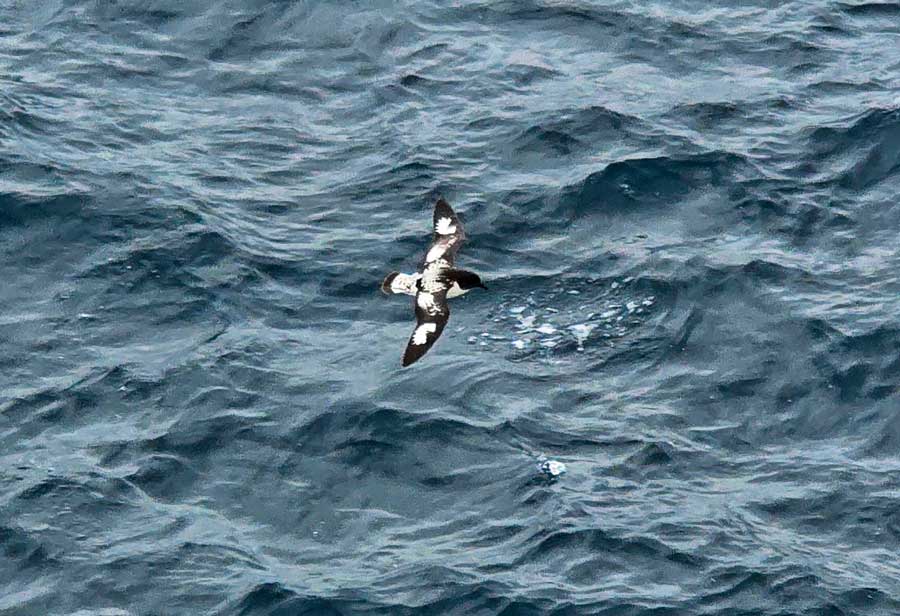 black and white Pintado Petrel - one of the might seabirds of the southern ocean
