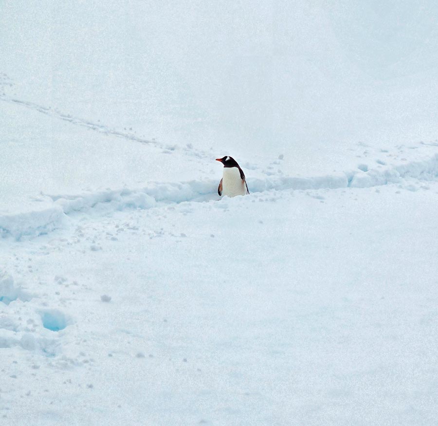 solo penguin in the snow