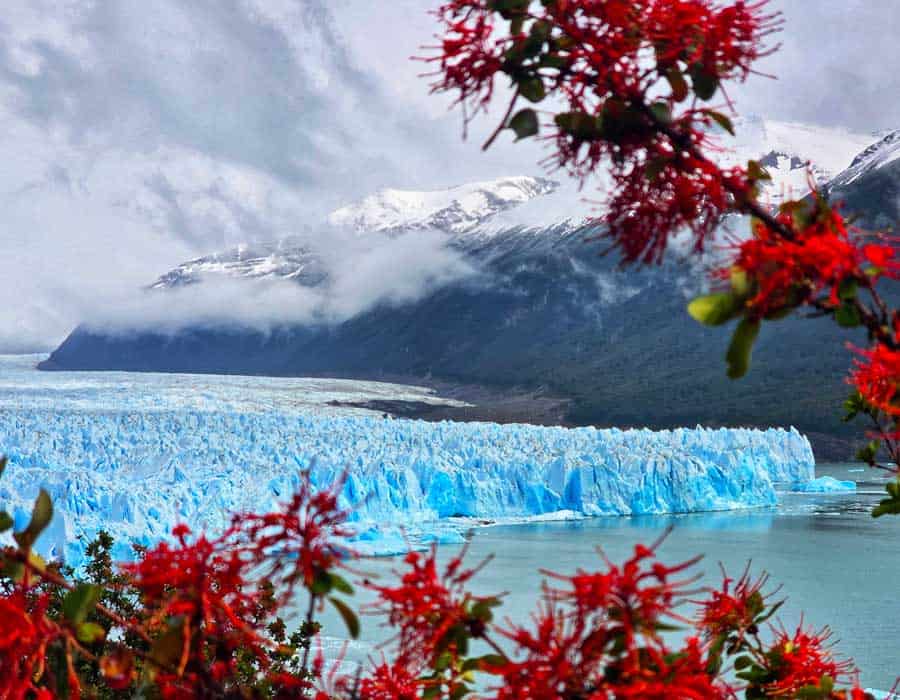 view of Perito Moreno Glacier with spring flowers in the fore ground