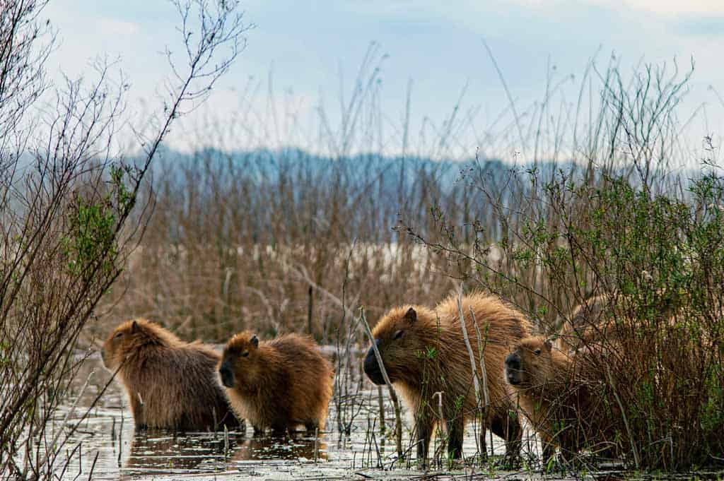 four capybaras in the wetlands of argentina - photo by Noe De Angelis
