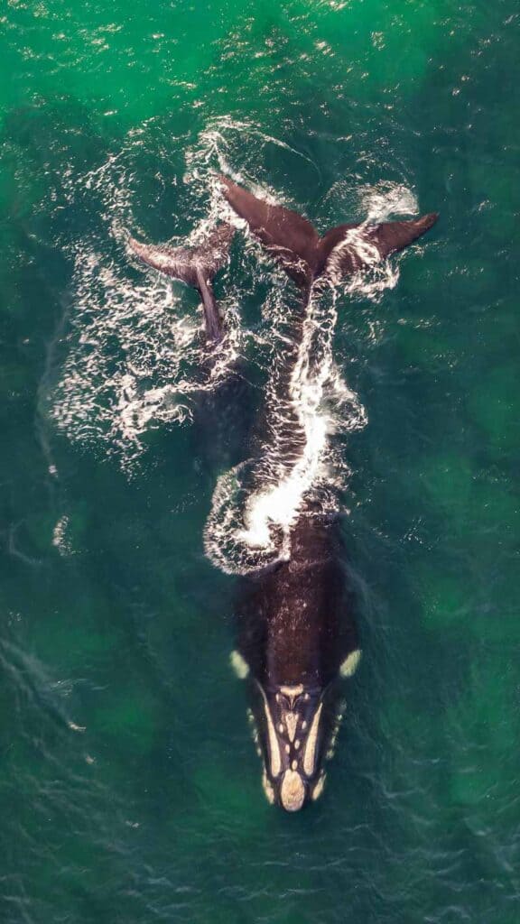 Aerial view of a whale with two calves swimming in the ocean, showcasing majestic marine life.en from above - 	Photo by Ivan Stecko