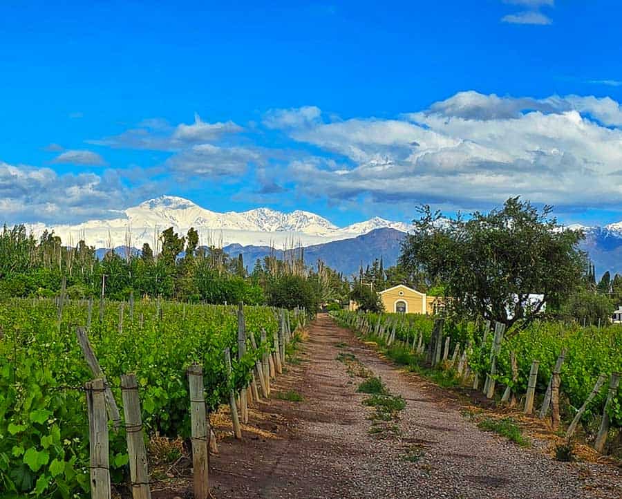 Snow topped mountains behind the vineyards of Mendoza