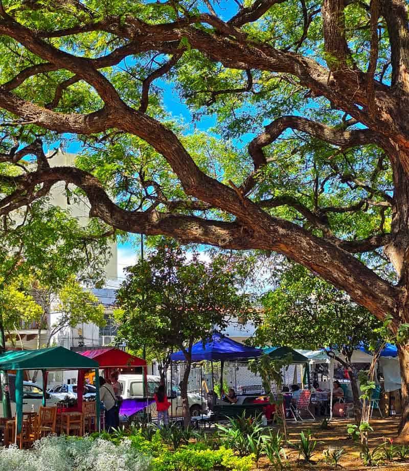 beautiful tree in the park offering shade to craft market stalls