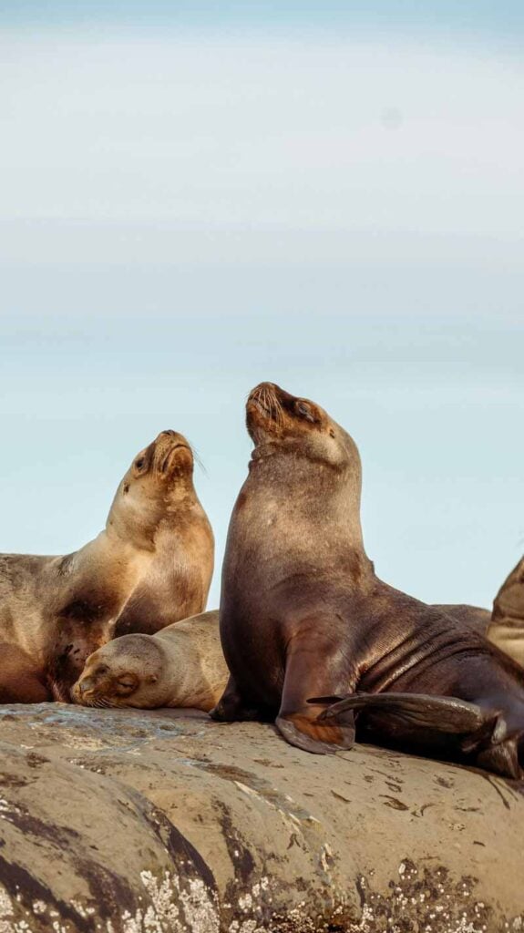 a seal family on the rocks at Puerto Madryn - Photo by ema reynares