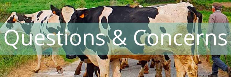 cows on the Camino with a banner saying Questions and Concerns