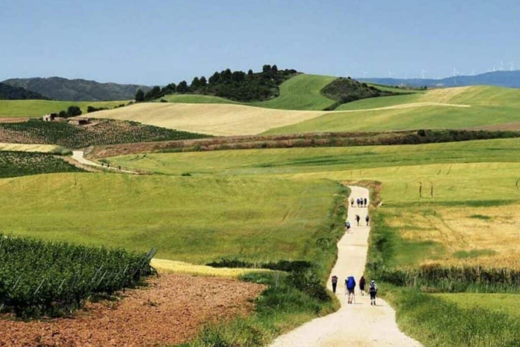pilgrims walking in the valley to Los Arcos in print with green wheat fields either side of the trail