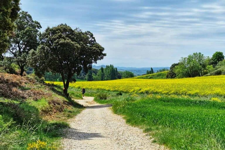solo pilgrim walking the camino de santiago beside a field of spring flowers
