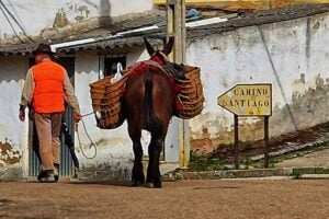 solo pilgrim walking beside a donkey on the Camino Frances