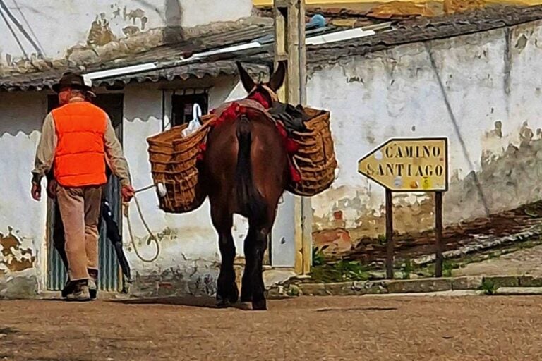 solo pilgrim walking beside a donkey on the Camino Frances